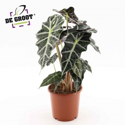 Alocasia Polly 3pp 17cm