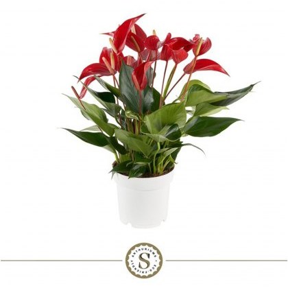 Anthurium Banderola Roja 14cm
