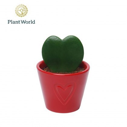 Hoya kerrii + Ceramic Boston 7cm