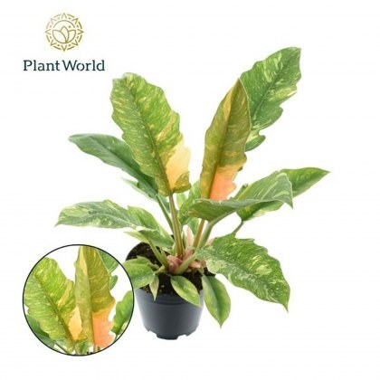 Philodendron Ring of Fire 14cm