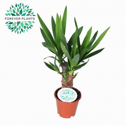 Yucca 20 12cm