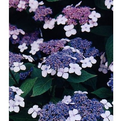Hydrangea macrophylla Mariesii Perfecta (L) 5L Hydrangea macrophylla Mariesii Perfecta (L) 5L