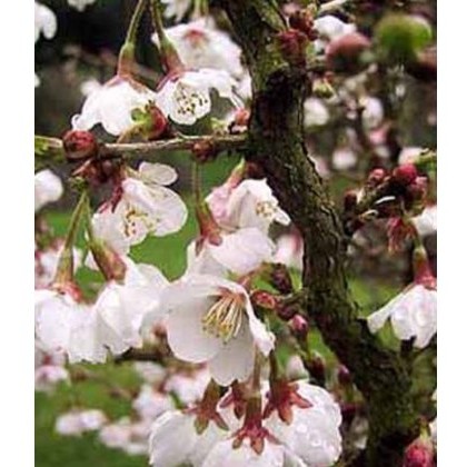 Prunus incisa Kojo-no-mai 2L Prunus incisa Kojo-no-mai 2L