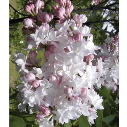 Syringa vulgaris Beauty Of Moscow 5L Syringa vulgaris Beauty Of Moscow 5L