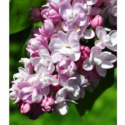 Syringa vulgaris Belle De Nancy 5L Syringa vulgaris Belle De Nancy 5L