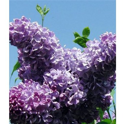 Syringa vulgaris Ruhm von Horst Stein 5L Syringa vulgaris Ruhm von Horst Stein 5L
