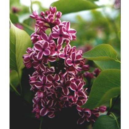 Syringa vulgaris Sensation 5L Syringa vulgaris Sensation 5L