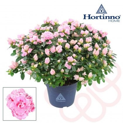 Azalea sims Hortinno® Classic Bicolor 15 cm
