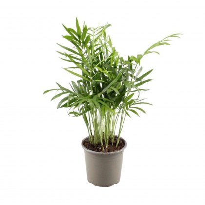Chamaedorea elegans 9 cm