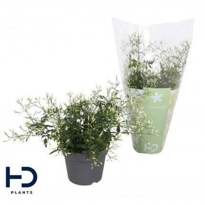 Jasminum polyanthum Bush 300+ 12 cm