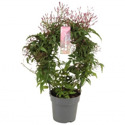 Jasminum polyanthum Passion Dark pink 300+ Arch 12 cm