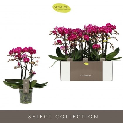 Phalaenopsis Optimost 3t Morelia 35+ 12 cm