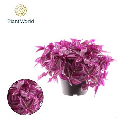 Tradescantia fluminensis Pink Paradise 14 cm