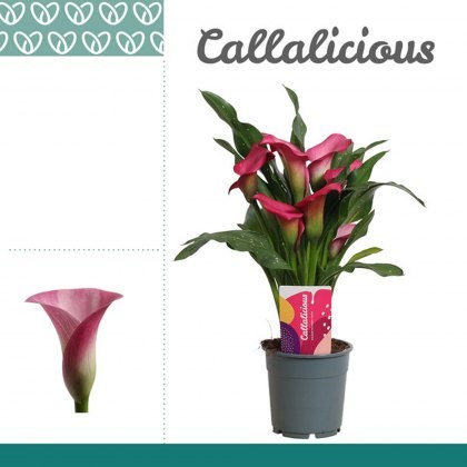 Zantedeschia Pink 12 cm