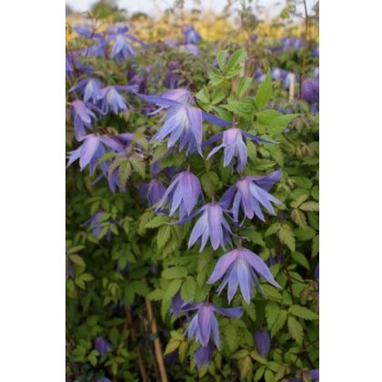 Clematis macropetala Wesselton 17cm Clematis macropetala Wesselton 17cm