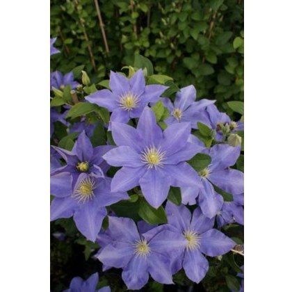 Clematis Fujimusume 17cm Clematis Fujimusume 17cm