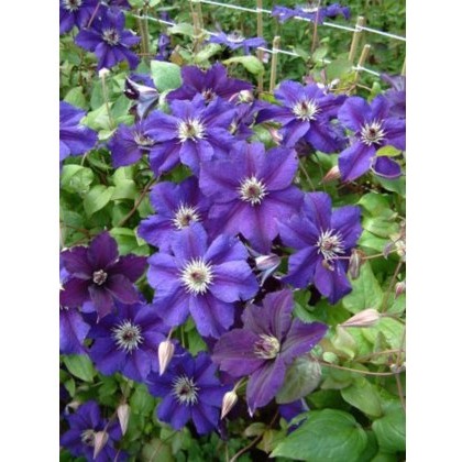 Clematis HAPPY BIRTHDAY (ZohapbiPBR) (LL) 17cm Clematis HAPPY BIRTHDAY (ZohapbiPBR) (LL) 17cm