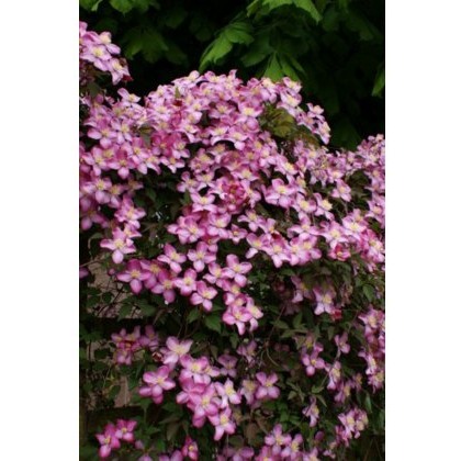 Clematis montana Freda 17cm Clematis montana Freda 17cm