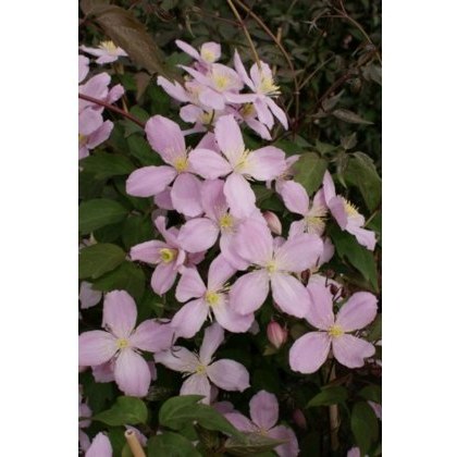 Clematis montana Vera 17cm Clematis montana Vera 17cm