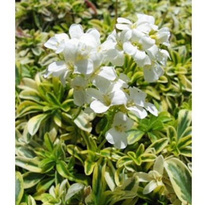 ALPINE Arabis ferdinandi-coburgi Old Gold 9cm ALPINE Arabis ferdinandi-coburgi Old Gold 9cm