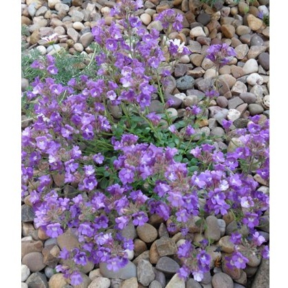 ALPINE Chaenorhinum origanifolium Blue Dream 9cm ALPINE Chaenorhinum origanifolium Blue Dream 9cm