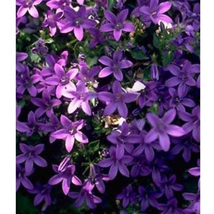 ALPINE Campanula poscharskyana 1L ALPINE Campanula poscharskyana 1L