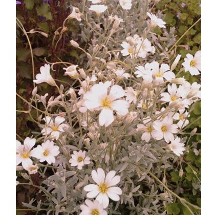 ALPINE Cerastium tomentosum 1L ALPINE Cerastium tomentosum 1L