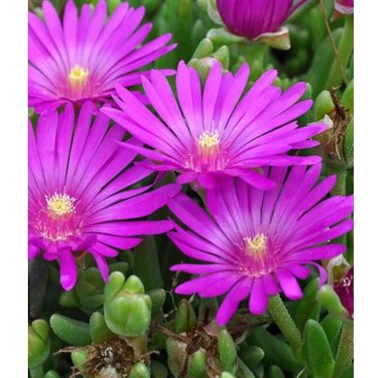 ALPINE Delosperma sutherlandii 1L ALPINE Delosperma sutherlandii 1L