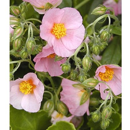 ALPINE Helianthemum Lawrensons Pink 1L ALPINE Helianthemum Lawrensons Pink 1L