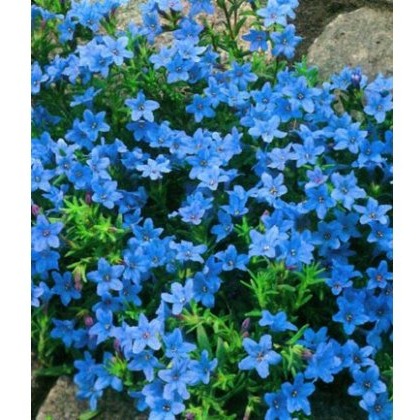 ALPINE Lithodora diffusa Heavenly Blue 1L ALPINE Lithodora diffusa Heavenly Blue 1L