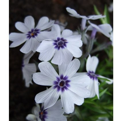 ALPINE Phlox subulata Bavaria 1L ALPINE Phlox subulata Bavaria 1L