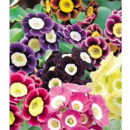 ALPINE Primula ? pubescens (auricula) 1L ALPINE Primula ? pubescens (auricula) 1L