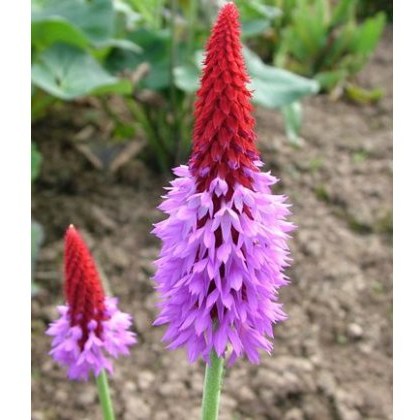ALPINE Primula vialii 1L ALPINE Primula vialii 1L