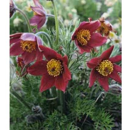 ALPINE Pulsatilla vulgaris Red 1L ALPINE Pulsatilla vulgaris Red 1L