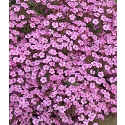 ALPINE Saponaria ocymoides 1L ALPINE Saponaria ocymoides 1L
