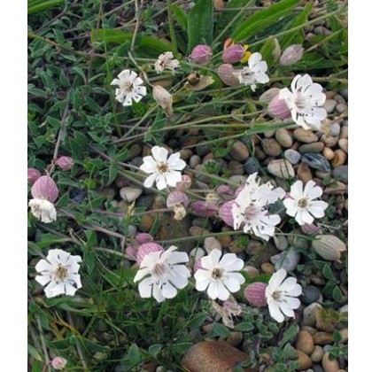 ALPINE Silene uniflora (MARITIMA) 1L ALPINE Silene uniflora (MARITIMA) 1L