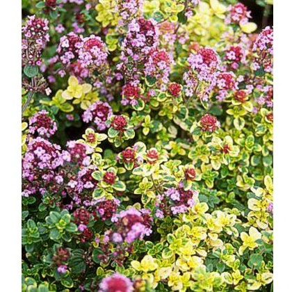 ALPINE Thymus Doone Valley 1L ALPINE Thymus Doone Valley 1L