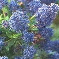 Ceanothus Southmead 3L Ceanothus Southmead 3L