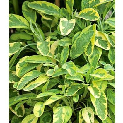 HERB Sage - Icterina 9cm