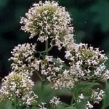Centranthus ruber Albus 2L Centranthus ruber Albus 2L