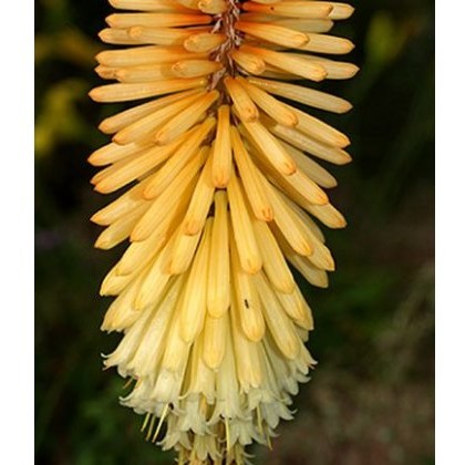 Kniphofia Tawny King 2L Kniphofia Tawny King 2L