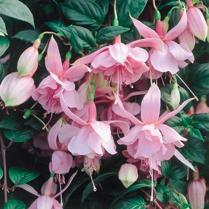 Fuchsia Pink Galore (T) 10cm Fuchsia Pink Galore (T) 10cm