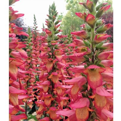 Digitalis x valinii Illumination Flame 2L Digitalis x valinii Illumination Flame 2L