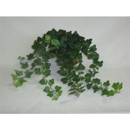 Hedera helix Mini Wonder 13cm