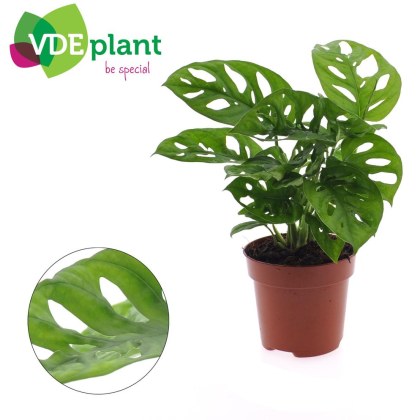 Monstera Adansonii 10cm