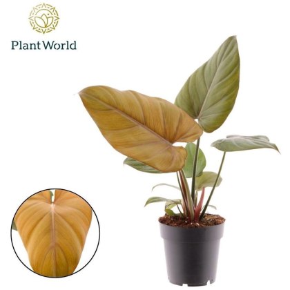 Philodendron Summer Glory 14cm