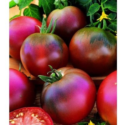 Tomato Black Russian 8.5cm Tomato Black Russian 8.5cm