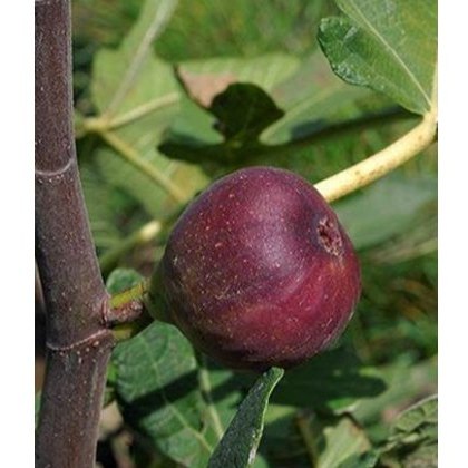 Ficus carica Rouge De Bordeaux 3L Ficus carica Rouge De Bordeaux 3L