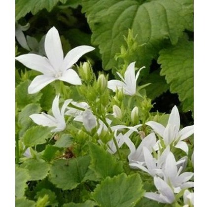 ALPINE Campanula poscharskyana E.H.Frost 9cm ALPINE Campanula poscharskyana E.H.Frost 9cm