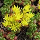 ALPINE Sedum oreganum 9cm ALPINE Sedum oreganum 9cm